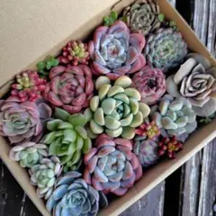多肉植物　カット苗　多肉弁当　寄せ植え　詰め合わせ （大）