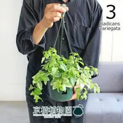 2025年最新】イワタバコの人気アイテム - メルカリ