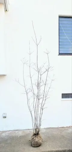 2025年最新】ドウダンツツジ 山採りの人気アイテム - メルカリ