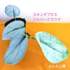 2025年最新】スキンダプサス シルバーの人気アイテム - メルカリ