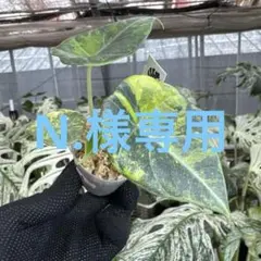 アロカシア マハラニアルボ 斑入り 芋株 - メルカリ