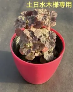 土日水木様 リクエスト 6点 まとめ商品