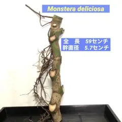 超極太モンステラ 】MD-4 デリシオーサ 82センチ トップカット - メルカリ
