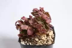 2026年最新】観葉植物 アエオニウムの人気アイテム - メルカリ