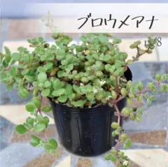 多肉植物【ブロウメアナ】セダム ポットごと or 抜き苗 6㎝ポット