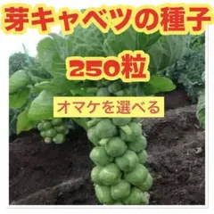 amh様 リクエスト 3点 まとめ商品