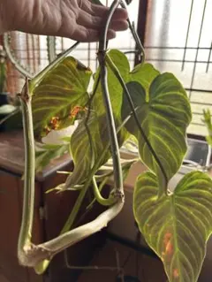 ①フィロデンドロン ブラウンビューティー斑入り philodendron - メルカリ