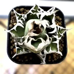 2025年最新】アガベ レッドキャットウィーズルの人気アイテム - メルカリ