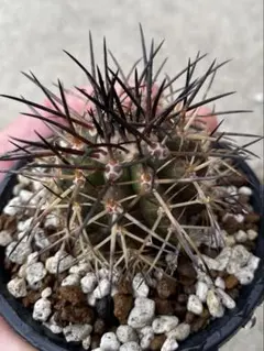 サボテン　コピアポア　ロンギスタミネア　実生　発根済 コピアポア ロンギスタミネア