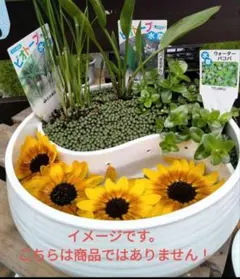 ビオトープ メダカ鉢 2分割 セパレート　新品未使用　メダカ鉢　陶器のサムネイル