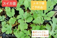 スイカ苗、20本、お客様、ご予約品、黒ポットごと、ゆうパックで、発送のサムネイル