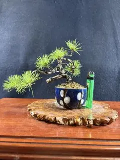 2026年最新】bonsai の人気アイテム - メルカリ