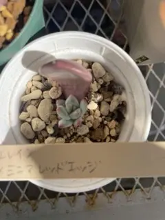 2026年最新】タネから多肉 ミソップさん苗の人気アイテム - メルカリ