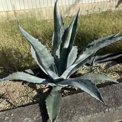 2025年最新】ドライガーデンセットの人気アイテム - メルカリ