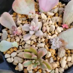 ❤️専用出品❤️ラブリーローズ錦❤️抜き苗① ❃⑤ラブリーローズ錦 赤斑 抜き苗 3頭 多肉植物 - メルカリ