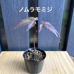 野村モミジ苗④ ミニ盆栽　盆栽素材のサムネイル