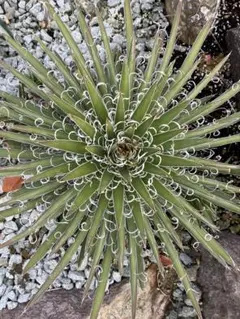 2026年最新】耐寒性アガベの人気アイテム - メルカリ