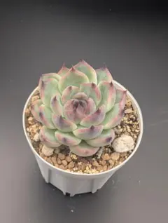 2025年最新】チワワエンシス スペシャルレッドの人気アイテム - メルカリ