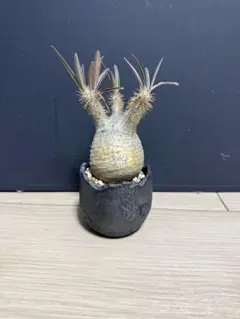 2026年最新】パキポディウム グラキリス 現地球 発根済みの人気