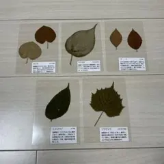 식물 표본 5종 세트, 칸라마타비부나, 히메코조후, 프루누스
