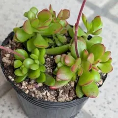 多肉植物 紅稚児 抜き苗 - メルカリ