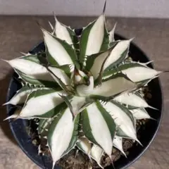 2026年最新】ホリダ 白中斑の人気アイテム - メルカリ