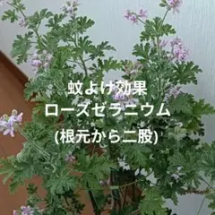 ローズゼラニウム　根付き苗(根元から二股)のサムネイル