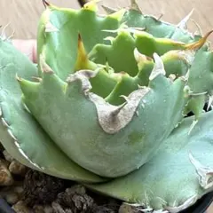 2025年最新】オアハカ オテロイ アガベの人気アイテム - メルカリ