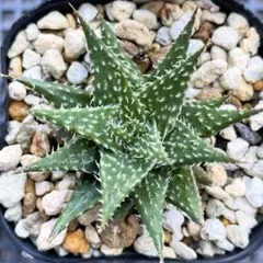 2025年最新】アロエ 植物の人気アイテム - メルカリ