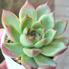 【抜き苗】ファームパルク 相府蓮x桃太郎 多肉植物 farm PALK