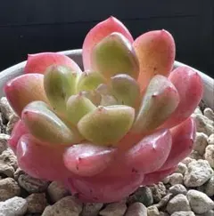 あ*ん様 No.g640新品種　氷翠　エケベリア　多肉植物撮影11月4日