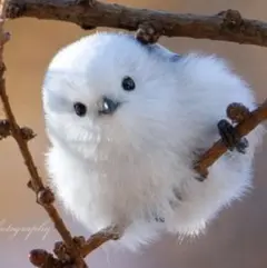 107 和柄【Cよこ】ミニミニ紙袋4枚 ラッピング用品（送料無料）ハンドメイド