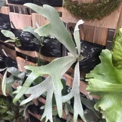 p.sp (majusmix)マジュスポ 法花園 ビカクシダ A - メルカリ