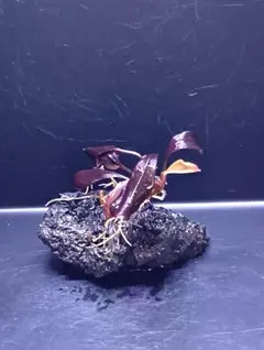 2026年最新】bucephalandra sp. ghost kalimantanの人気アイテム