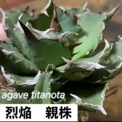 アガベ　チタノタ　烈焔　発根済み❗️ 1株のサムネイル