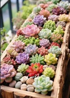 2025年最新】植物の人気アイテム - メルカリ