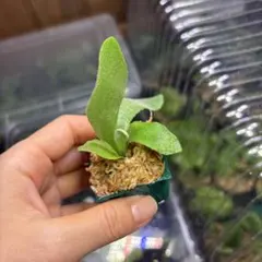 ビカクシダのサムネイル