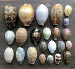 No791 天然貝殻 タカラガイ コレクション