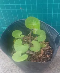 F☆様 リクエスト 3点 まとめ商品