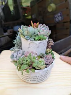 多肉植物 多肉の寄せ植え リメ缶 そのまま飾れる寄せ植え 速達発送