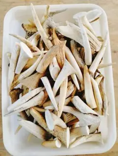 鹿の角　端材　チップ　エゾシカ　蝦夷鹿　20kg