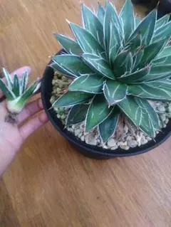 2026年最新】王妃笹の雪b型の人気アイテム - メルカリ