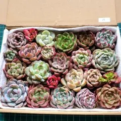 15.多肉植物　韓国苗エケベリア　カット苗詰め合わせ
