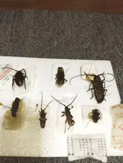 カミキリムシ標本❌2 612eurdfVPL._UF350,350_QL50_.jpg