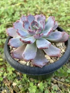 多肉植物　エケベリア　rainbow goddes 極美苗