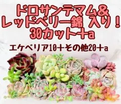 A【韓国苗】ドロサンテマム 入り！ 多肉植物 詰め合わせ 寄せ植え 多肉弁当