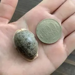 No669 コモンダカラ 標本 天然貝殻 タカラガイ コレクション