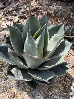 アガベ ファイヤーボール　観葉植物 多肉植物のサムネイル