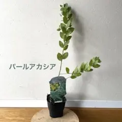 パールアカシア＊苗高44センチ＊抜き苗発送＊ミモザ＊地植えしたい方に＊