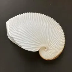 2026年最新】アオイガイの人気アイテム - メルカリ